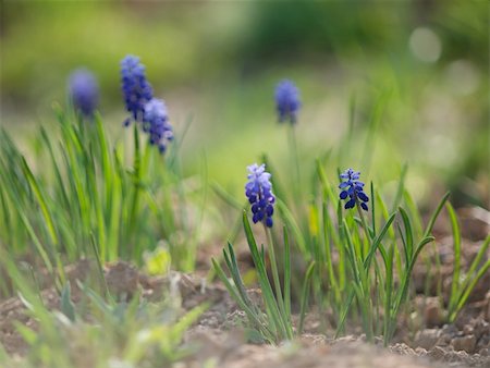 frail - Macro shot of Muscari flowers with soft focus Stock Photo - Budget Royalty-Free & Subscription, Code: 400-04694062