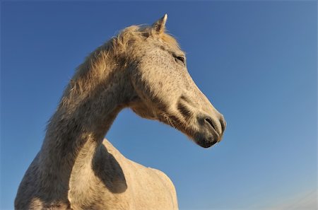 simsearch:400-06391487,k - portrait of a purebred camargue horse on a morning sunlight Stock Photo - Budget Royalty-Free & Subscription, Code: 400-04694634