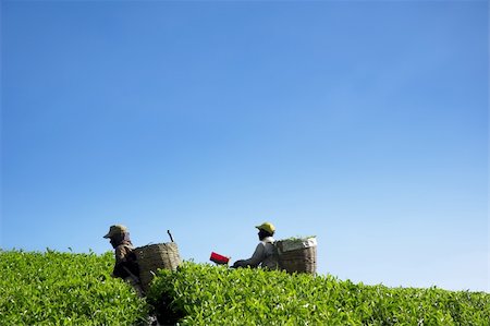 simsearch:400-05905687,k - Two farmers working in tea farm, harvesting tea leaves. Stock Photo - Budget Royalty-Free & Subscription, Code: 400-04695226