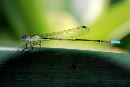 A dragonfly (Order Odonata) sits on a bromelia leaf in Rio de Janeiro Botanical Garden, Rio de Janeiro, Brazil. Photo taken with a Nikon D60, a Nikkor 18-55mm zoom lens set at 55mm and a Nikon 4T closeup filter. March, 24th, 2010. No flash. Stock Photo - Budget Royalty-Free & Subscription, Code: 400-04697149