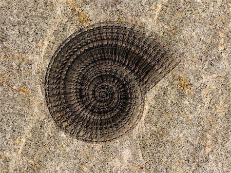 fossil - Illustration of the fossilized imprint on an ammonite Stock Photo - Budget Royalty-Free & Subscription, Code: 400-04697364