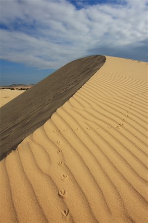 An unknown bird climbed a round shaped sand dune , leaving behind a clear trace of its hike. Vietnam. Photographie de stock - Aubaine LD & Abonnement, Code: 400-04697854