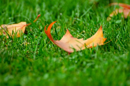 simsearch:400-05362449,k - A yellow and red leave on green grass Stock Photo - Budget Royalty-Free & Subscription, Code: 400-04698174