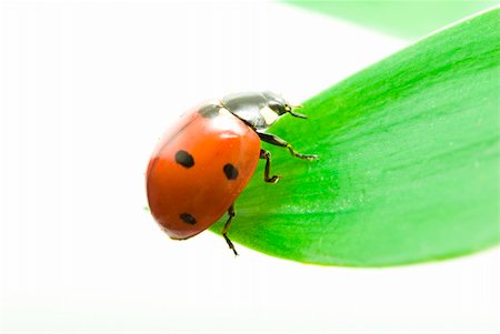 simsearch:400-04920020,k - red ladybug on green grass isolated on white Foto de stock - Super Valor sin royalties y Suscripción, Código: 400-04698239