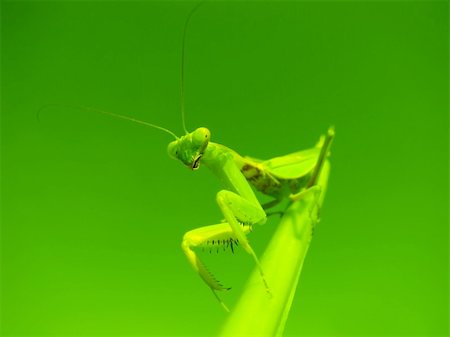 simsearch:400-04698964,k - Green mantis isolated on a white background Photographie de stock - Aubaine LD & Abonnement, Code: 400-04698964