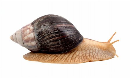 escargot - One brown snail isolated on white background Stock Photo - Budget Royalty-Free & Subscription, Code: 400-04698969