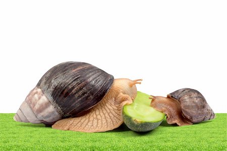 escargot - Two brown snails isolated on white background Stock Photo - Budget Royalty-Free & Subscription, Code: 400-04698981