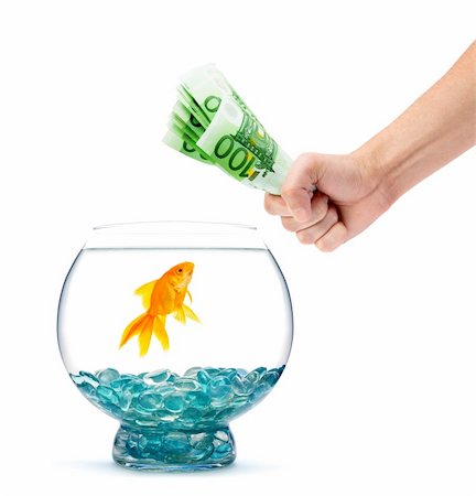 simsearch:400-04011910,k - Goldfish in aquarium on a white background Stock Photo - Budget Royalty-Free & Subscription, Code: 400-04699774