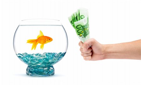 simsearch:400-04011910,k - Goldfish in aquarium on a white background Stock Photo - Budget Royalty-Free & Subscription, Code: 400-04699771