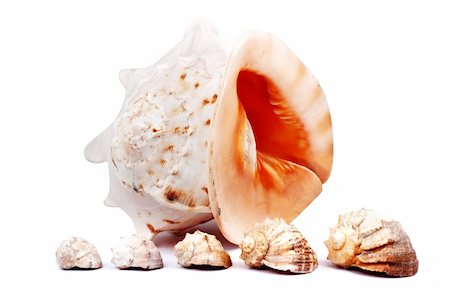 simsearch:400-08646884,k - Sex seashells isolated on a white background Stock Photo - Budget Royalty-Free & Subscription, Code: 400-04699947