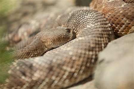 Western Diamondback Rattlesnake Resting in the Warm Sun. Stock Photo - Budget Royalty-Free & Subscription, Code: 400-04691117