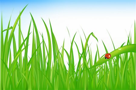 simsearch:400-04920020,k - Green Grass With Ladybird Foto de stock - Super Valor sin royalties y Suscripción, Código: 400-04692121