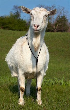 simsearch:400-05294140,k - Funny wite goat grasing at green  lawn Stock Photo - Budget Royalty-Free & Subscription, Code: 400-04692431