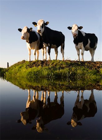 dutch cow pictures - Dutch cows in the meadow Stock Photo - Budget Royalty-Free & Subscription, Code: 400-04692452