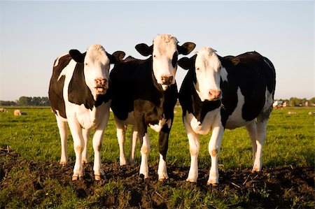 dutch cow pictures - Dutch cows in the meadow Stock Photo - Budget Royalty-Free & Subscription, Code: 400-04692550