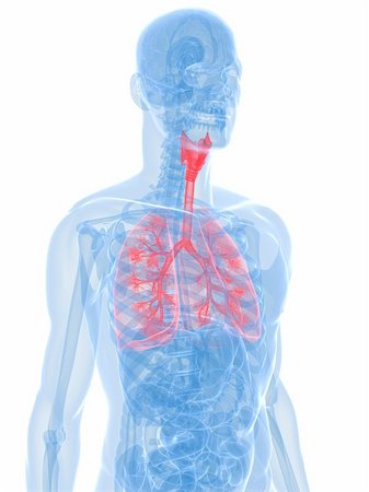 3d rendered illustration of a transparent anatomy with highlighted lung and bronchi Stock Photo - Budget Royalty-Free & Subscription, Code: 400-04692974