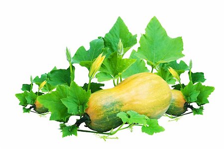 simsearch:400-04211564,k - Yellow pumpkin isolated  on a white background Photographie de stock - Aubaine LD & Abonnement, Code: 400-04704381