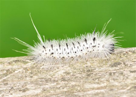 simsearch:700-00194432,k - Hickory Tussock Moth Caterpiller crawling along on a wooden fence. Stock Photo - Budget Royalty-Free & Subscription, Code: 400-04704716