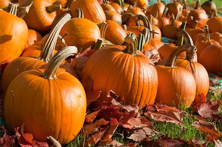 pumpkin fruit and his leafs - Field of ripe pumpkins amidst fallen leaves on a sunny day. Horizontal shot. Stock Photo - Budget Royalty-Free & Subscription, Code: 400-04705120