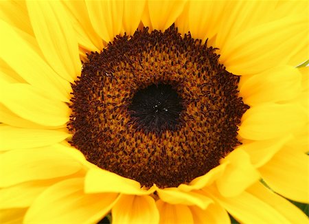simsearch:400-05671297,k - macro detail of yellow sunflower - summer time is here Stock Photo - Budget Royalty-Free & Subscription, Code: 400-04706171