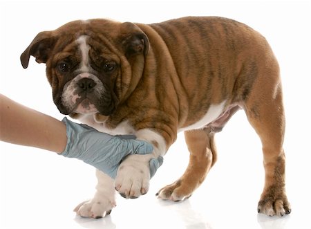 simsearch:400-04181579,k - gloved hand holding on to english bulldog puppy paw Stock Photo - Budget Royalty-Free & Subscription, Code: 400-04706630