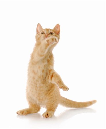 simsearch:400-05701368,k - nine week old kitten standing on back legs swatting in the air Stock Photo - Budget Royalty-Free & Subscription, Code: 400-04706631