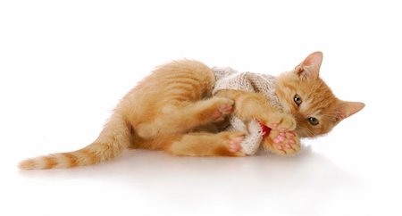 simsearch:400-05701368,k - orange tabby kitten laying down playing with reflection on white background Stock Photo - Budget Royalty-Free & Subscription, Code: 400-04706632