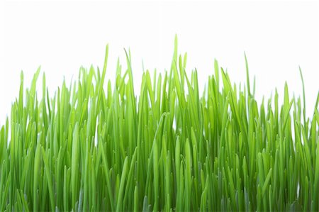 simsearch:400-05362449,k - Green grass isolated on white background, shallow dof Stock Photo - Budget Royalty-Free & Subscription, Code: 400-04706982