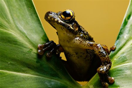 simsearch:400-05735843,k - Osteocephalus leprieurii tree frog in the bolivian rain forest sitting on big leaf Stock Photo - Budget Royalty-Free & Subscription, Code: 400-04707845