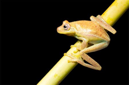 simsearch:400-05735843,k - frog amphibian treefrog rainforest branch tropical Stock Photo - Budget Royalty-Free & Subscription, Code: 400-04707855