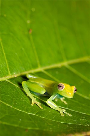 simsearch:400-05735843,k - frog amphibian treefrog rainforest green leaf tropical copy space background Stock Photo - Budget Royalty-Free & Subscription, Code: 400-04707856