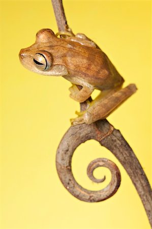 simsearch:400-05735843,k - frog amphibian treefrog rainforest branch copy space background Stock Photo - Budget Royalty-Free & Subscription, Code: 400-04707857