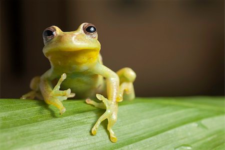 simsearch:400-05735843,k - frog amphibian treefrog rainforest branch tropical Stock Photo - Budget Royalty-Free & Subscription, Code: 400-04707939