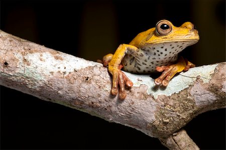 simsearch:400-05735843,k - frog amphibian treefrog rainforest branch tropical Stock Photo - Budget Royalty-Free & Subscription, Code: 400-04707942