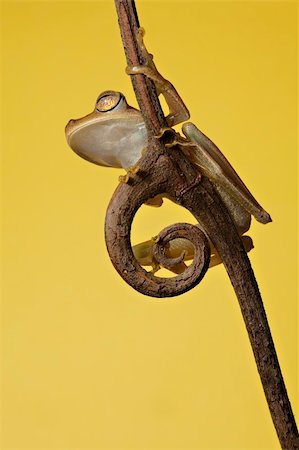 simsearch:400-05735843,k - tree frog dendropsophus faciata sitting on a twig ready to jump Stock Photo - Budget Royalty-Free & Subscription, Code: 400-04707950