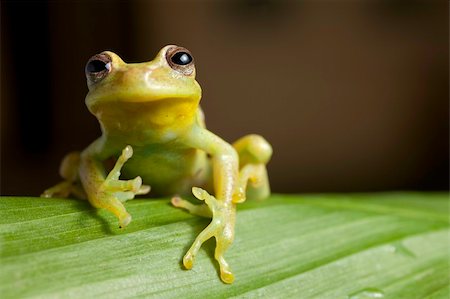 simsearch:400-05735843,k - frog amphibian treefrog rainforest branch tropical Stock Photo - Budget Royalty-Free & Subscription, Code: 400-04707951