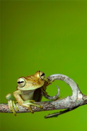 simsearch:400-05735843,k - rainforest frog amphibian Stock Photo - Budget Royalty-Free & Subscription, Code: 400-04707952