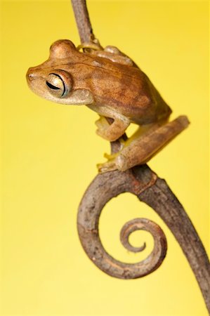 simsearch:400-05735843,k - frog amphibian treefrog rainforest branch copy space background Stock Photo - Budget Royalty-Free & Subscription, Code: 400-04707953