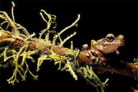 simsearch:400-05735843,k - Osteocephalus leprieurii tree frog in the bolivian rain forest sitting between moss on a twig Stock Photo - Budget Royalty-Free & Subscription, Code: 400-04707976