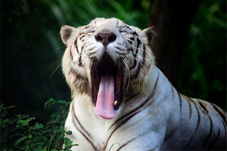 The white tiger yawns. Safari - park. Bali. Indonesia Stock Photo - Budget Royalty-Free & Subscription, Code: 400-04708841