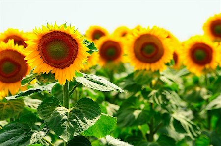 simsearch:400-04996406,k - Close-up Of The Big Sunflower In a Field Stock Photo - Budget Royalty-Free & Subscription, Code: 400-04708860