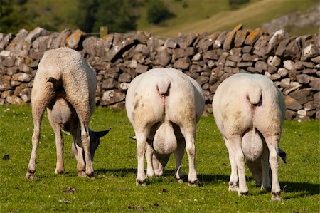 Three rams, with massive testicles, shot from behind, standing in green field Stock Photo - Budget Royalty-Free & Subscription, Code: 400-04708931