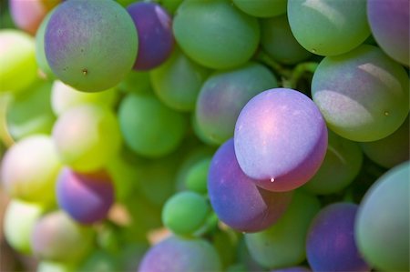 simsearch:400-06923729,k - grapes Stock Photo - Budget Royalty-Free & Subscription, Code: 400-04700670