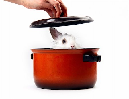 shy baby - White fluffy rabbit in saucepan Stock Photo - Budget Royalty-Free & Subscription, Code: 400-04702733