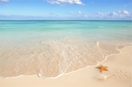 simsearch:400-04329339,k - sea shells starfish on tropical sand turquoise caribbean summer vacation travel icon Stock Photo - Budget Royalty-Free & Subscription, Code: 400-04703828
