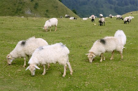 simsearch:400-05724021,k - Green meadow with Pyrenees sheeps grass landscape Stock Photo - Budget Royalty-Free & Subscription, Code: 400-04703915