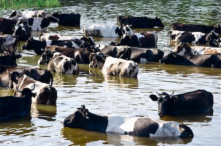 simsearch:400-05323136,k - cows on watering place on river in russia Foto de stock - Super Valor sin royalties y Suscripción, Código: 400-04714762