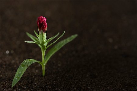 A young red flower with water on it growing out of brown soil. Stock Photo - Budget Royalty-Free & Subscription, Code: 400-04715202