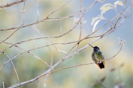 The humming-bird in branches./ Costa Rica Stock Photo - Budget Royalty-Free & Subscription, Code: 400-04715321