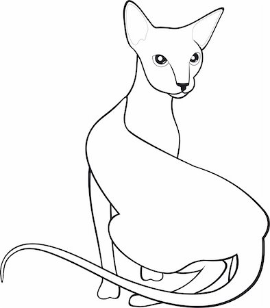 egyptian sphynx cat - The cat has curved a back. A vector illustration Stock Photo - Budget Royalty-Free & Subscription, Code: 400-04715853